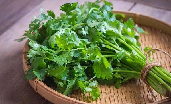 7 Tumbuhan Herbal yang Bisa Menyehatkan Ginjal 7 Tumbuhan Herbal yang Bisa Menyehatkan Ginjal