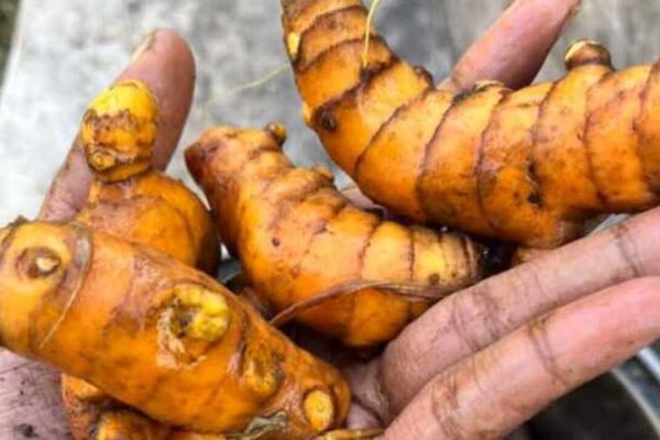 5 Herbal Pendukung Terapi Kanker yang Aman