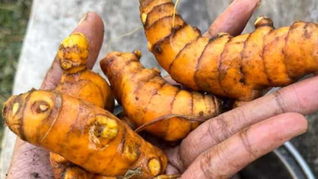 5 Herbal Pendukung Terapi Kanker yang Aman